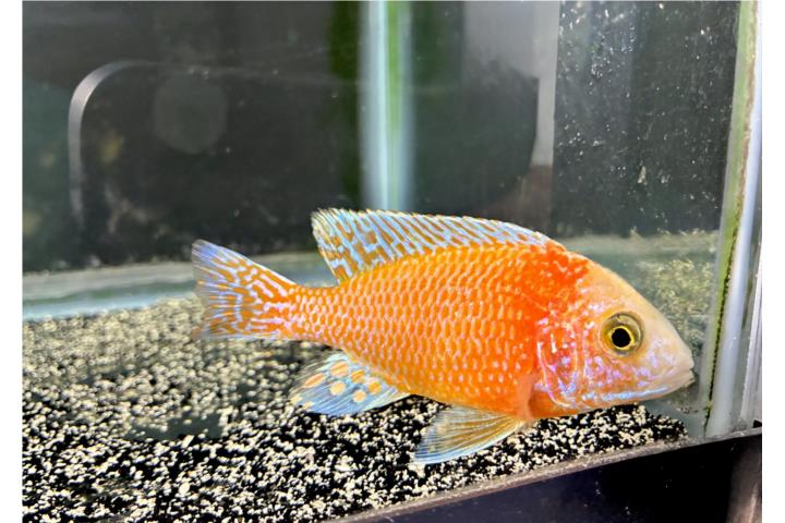 Dragon blood Puerto Rico