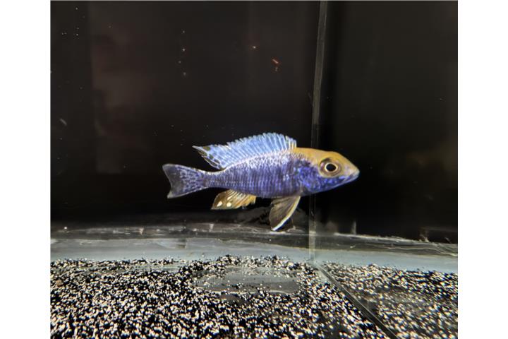 Protomela  Spilonotus  Puerto Rico