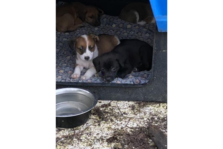 Se regalan perritos  Puerto Rico