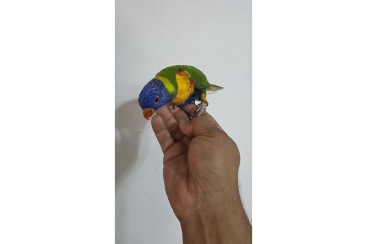 Lora alcoiris HEMBRA Puerto Rico