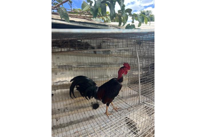 Piroco fino Puerto Rico