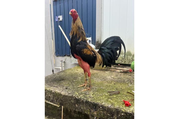 Giro pativerde Puerto Rico