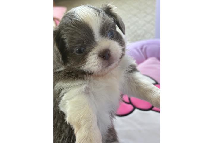 Chihuahua macho pelo largo color gris  Puerto Rico