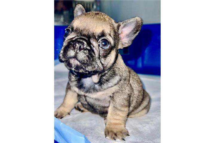 French Bulldogs  Puerto Rico