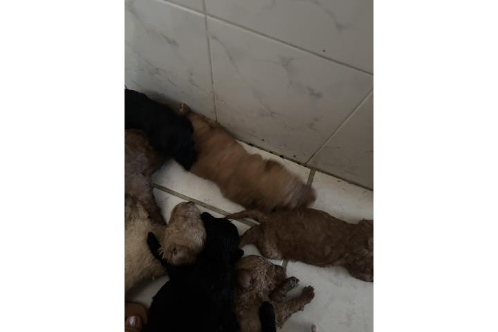 Perros golden doodles  Puerto Rico