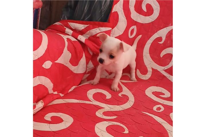 Chihuahua nene Puerto Rico