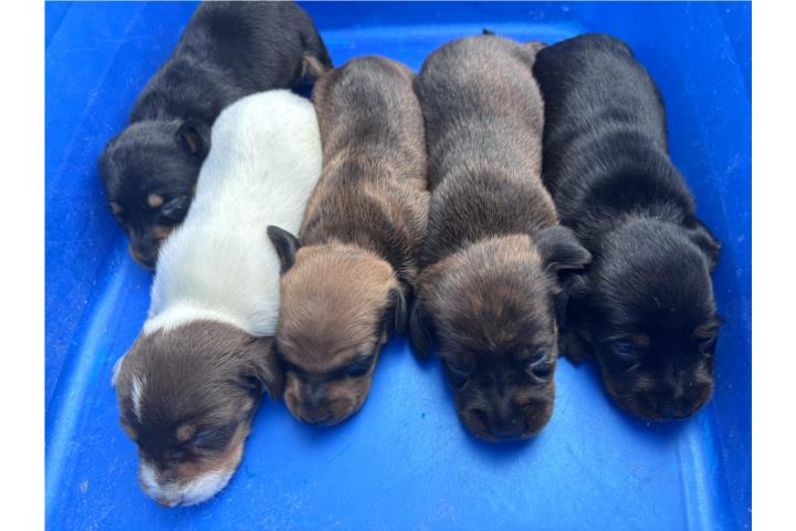 Salchichas Puerto Rico