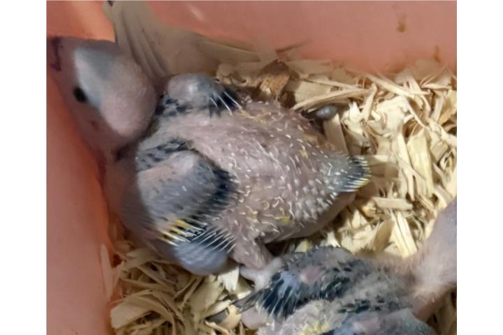 Canarywimg BB  Puerto Rico