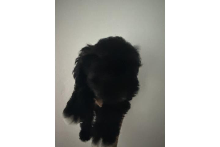 Mini Schnauzers  Puerto Rico