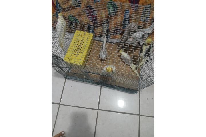 Parejas de Cockatiels jovenes y bonito Puerto Rico