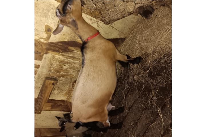 CABRITA ENANA HEMBRITA Puerto Rico