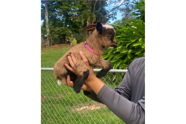 Cabrita enana  Puerto Rico