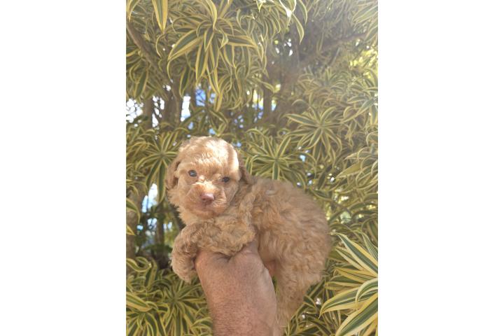 Toy Poodle Hembra Papeles AKC  Puerto Rico