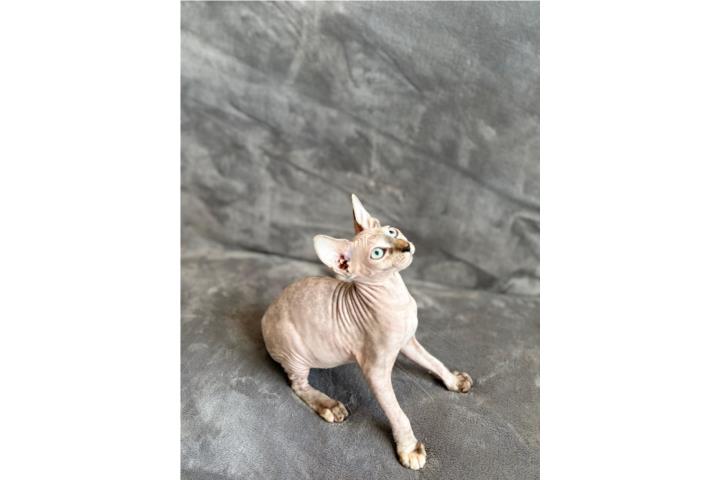 Sphynx Puerto Rico