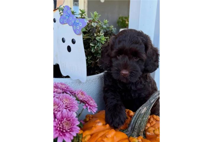 Mini Labradoodle  Puerto Rico