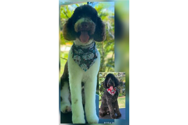 Goldendoodle  Puerto Rico