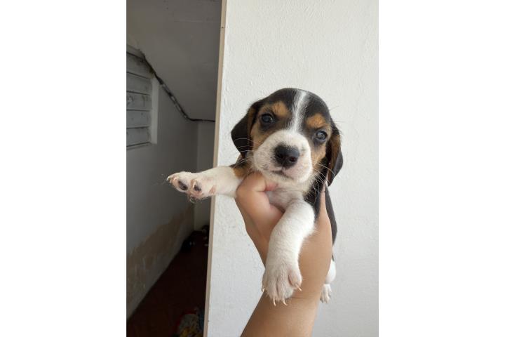 Beagles  Puerto Rico