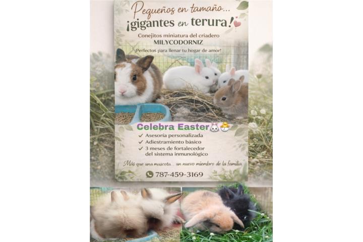 Conejitos con todo al día Puerto Rico