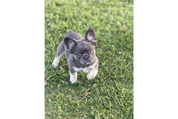 French bulldog Fluffy  Puerto Rico