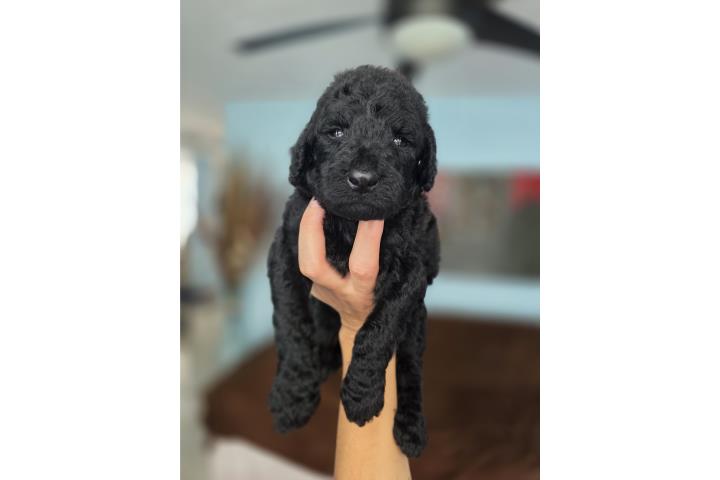 Standard Poodle Puerto Rico