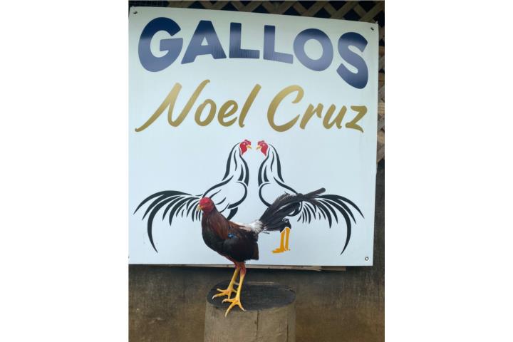 GALLOS NOEL CRUZ Puerto Rico