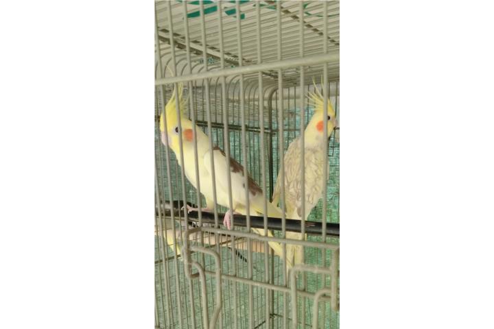 Pareja de Cockatieles Amarillos Perlado,Pied Puerto Rico