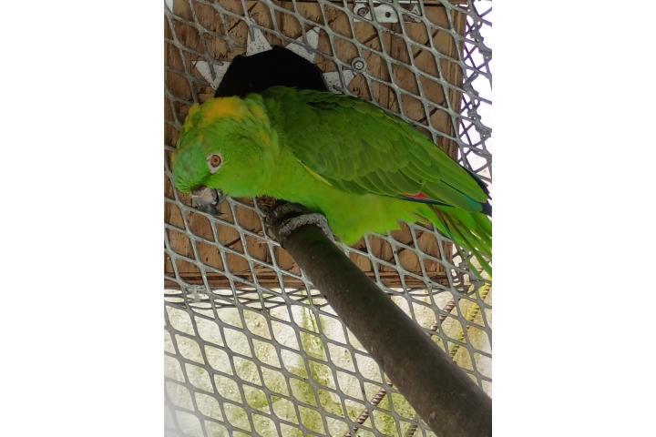 Amazon Yellow Nape adulto Con ADN Puerto Rico