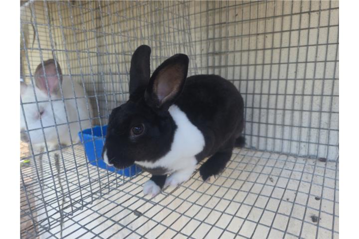 Conejo mini rex  Puerto Rico