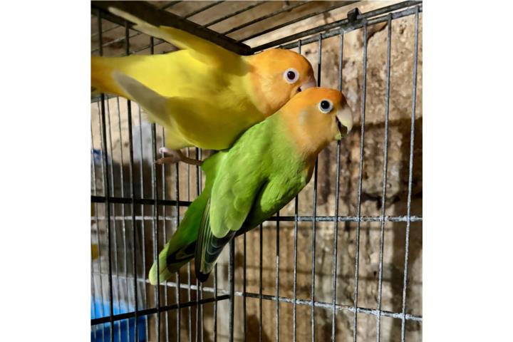 Pareja de opalinos  Puerto Rico