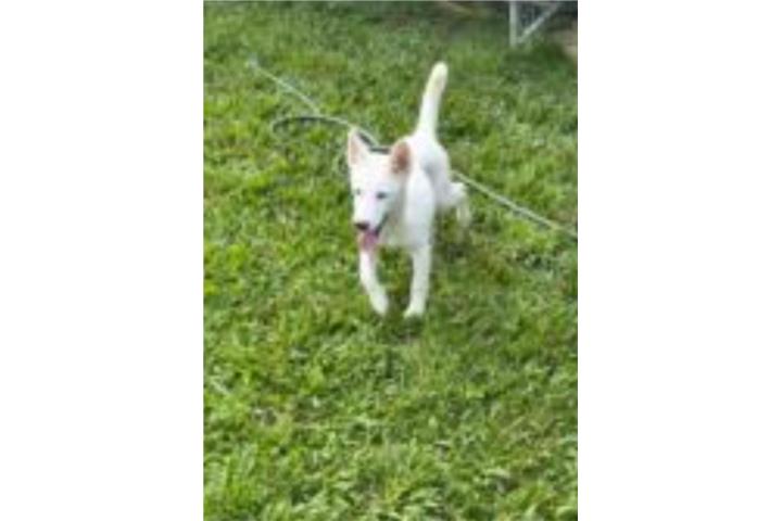 Siberian Husky Hembra  Puerto Rico