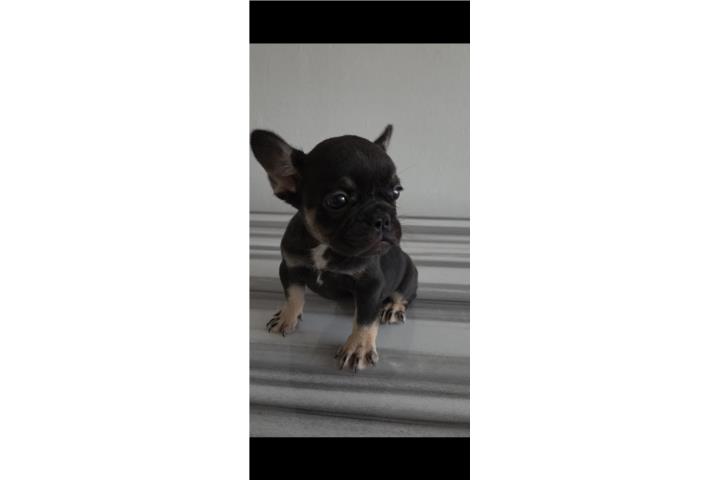 French Bulldog Hembra Carrier Fluffy  Puerto Rico