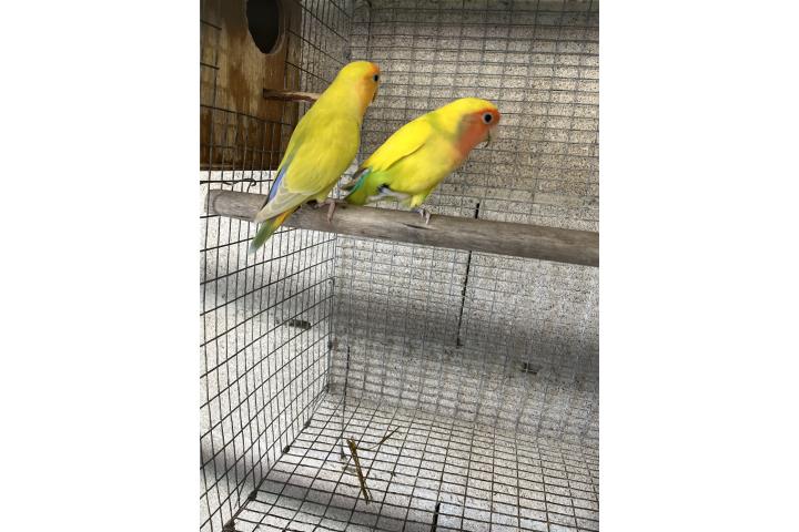 Pareja lovebird joven $110 Puerto Rico
