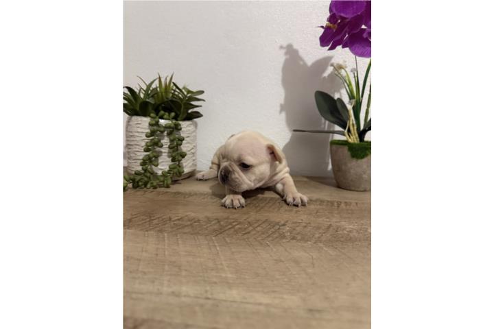 French bulldog  Puerto Rico