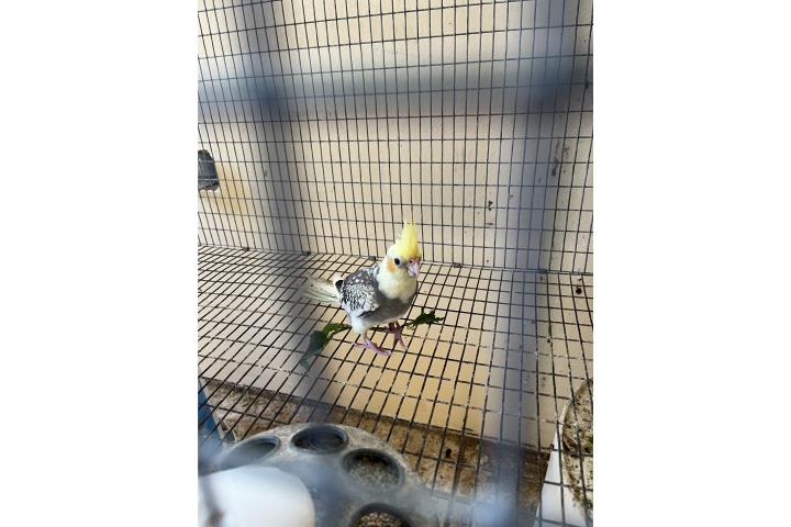 Cocatieles $65 c/u jovencitas  Puerto Rico