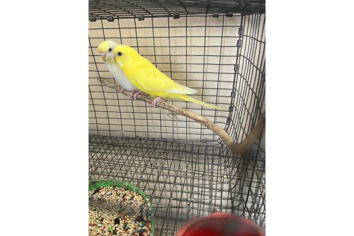 Pareja periquito amarillo y blanca $35 Puerto Rico