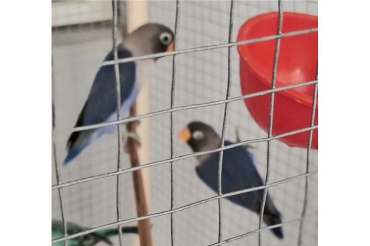 Love bird Puerto Rico