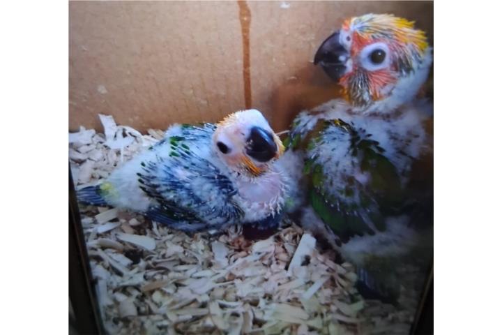 Sun conuros Puerto Rico