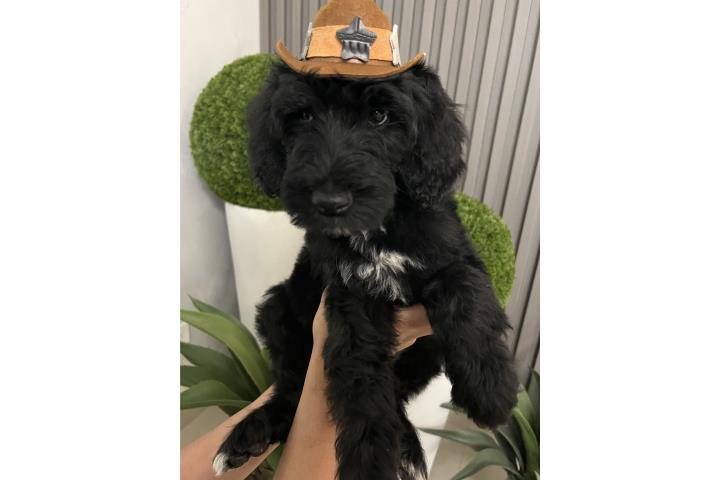 Goldendoodle  Puerto Rico