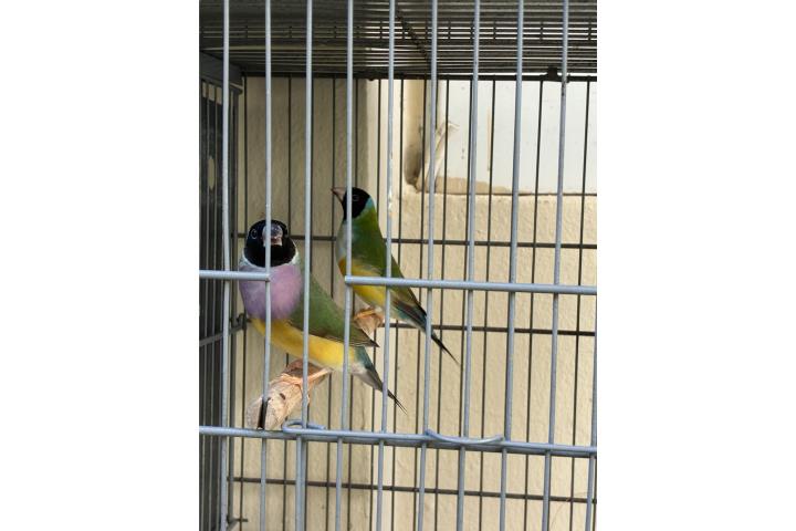 parejita gouldian  Puerto Rico