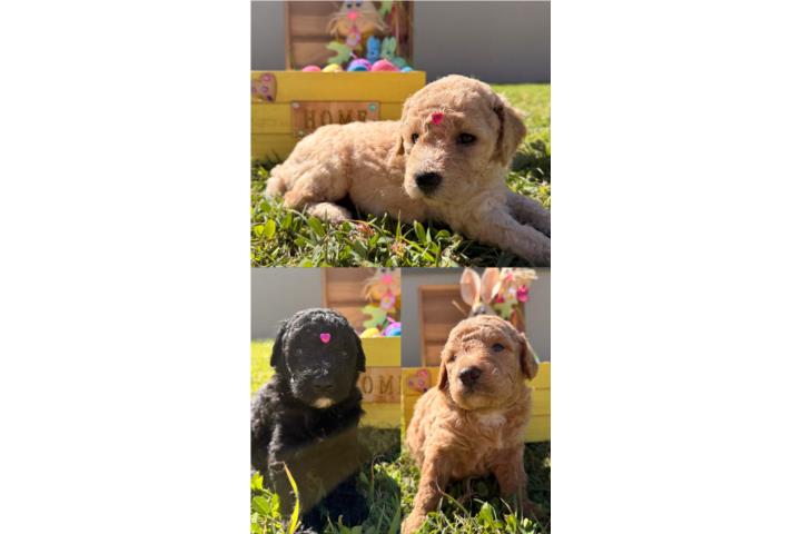 Goldendoodle  Puerto Rico