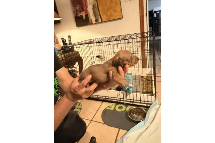 Perros salchicha 2 nenas y 1 nene  Puerto Rico