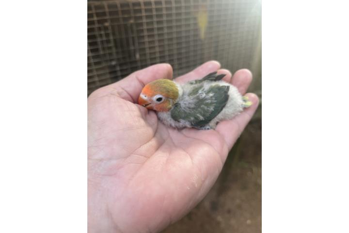 Lovebird pa criar a mano en 35  Puerto Rico