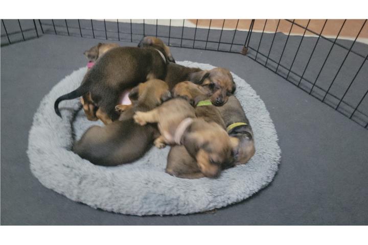 Perros Salchichas Minis $800