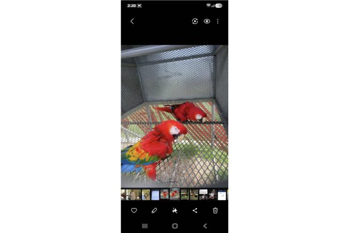 Pareja de Guacamayos Rubi/Scarlata