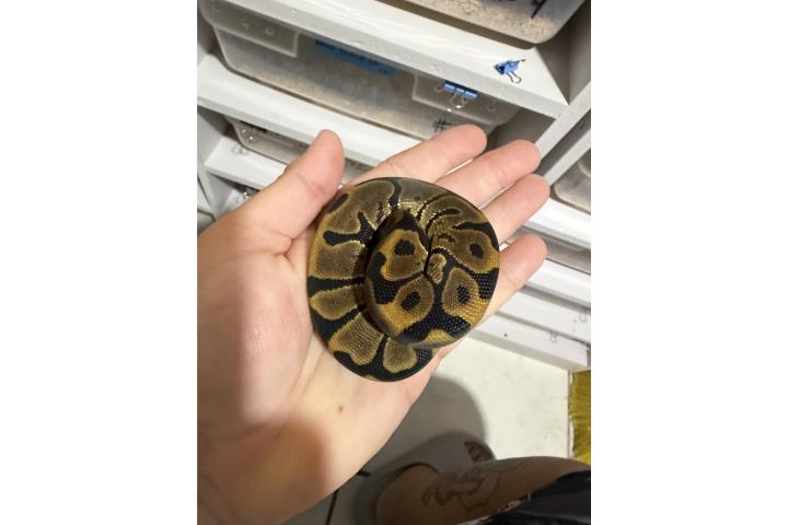 Varias Ball Python