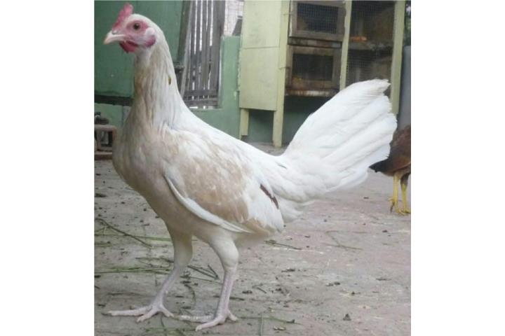 Gallinas finas para castar probadas