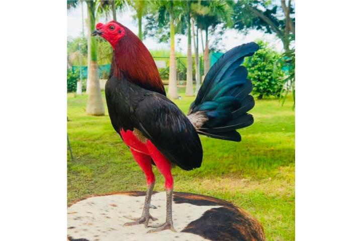 Dos padrotes probados y 4 gallinas probadas