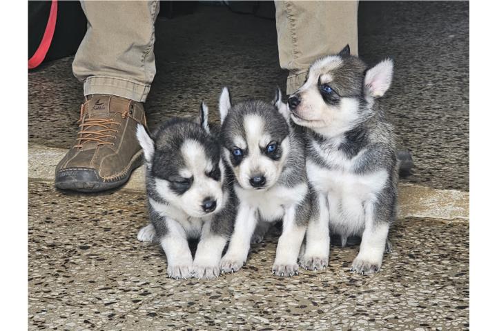 Huskies ??