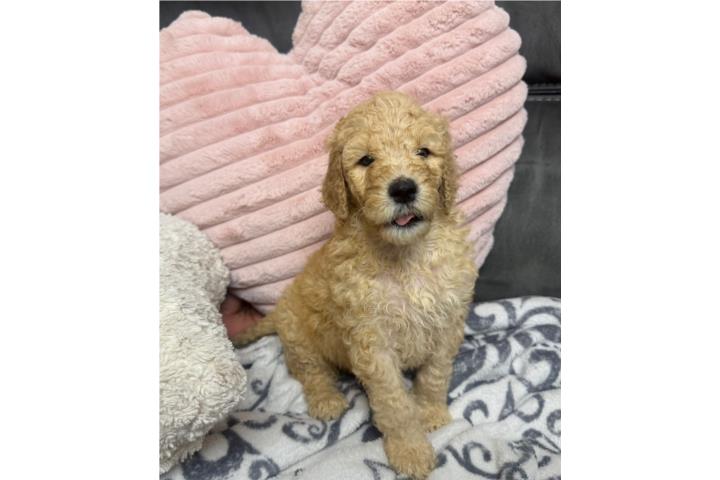 Poodle AKC