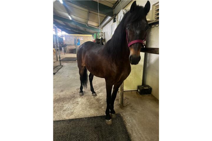 Caballo de Paso Fino manso y noble